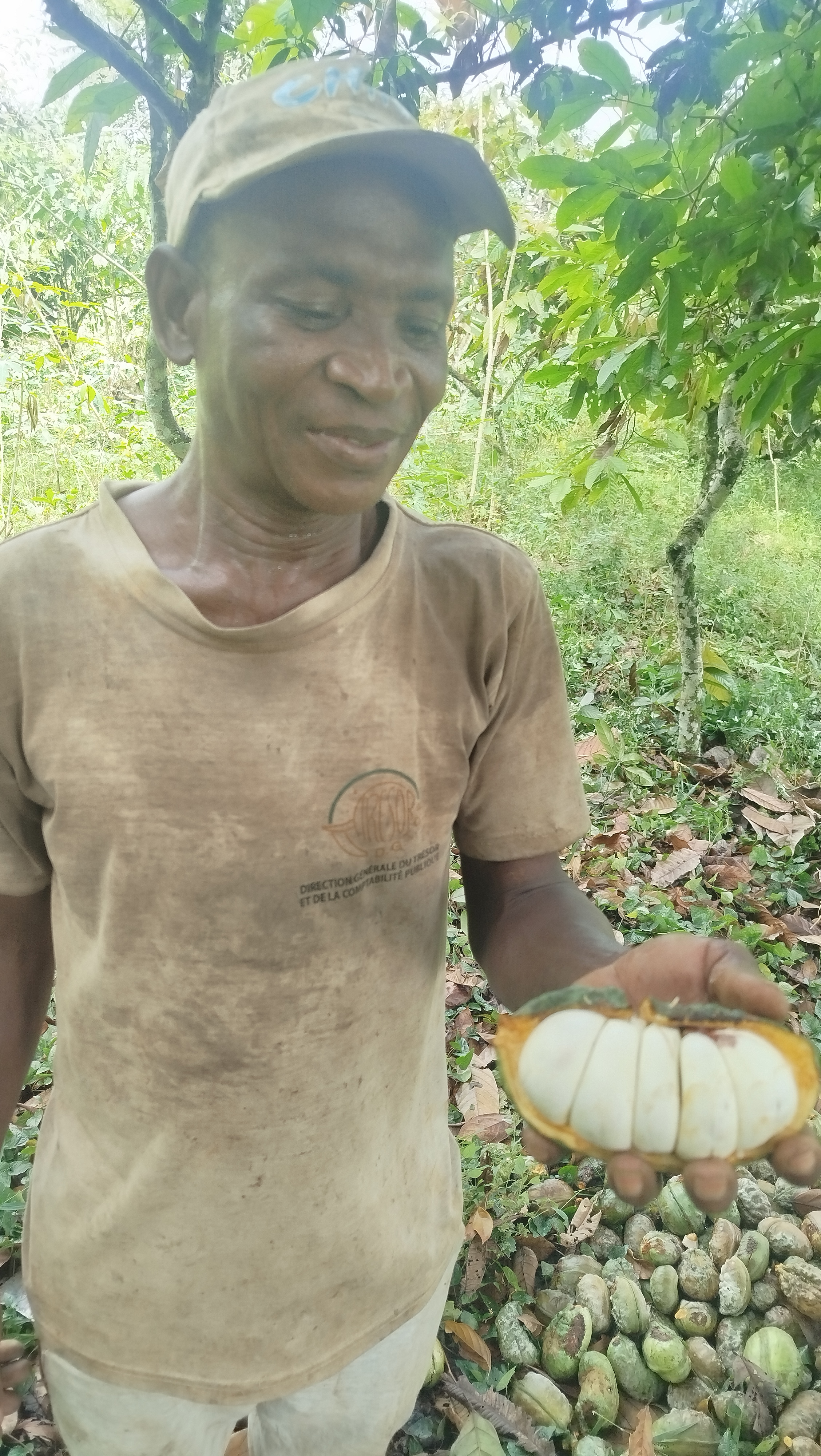 FILIÈRE DE LA NOIX DE COLA À DANANÉ : UNE RICHESSE LOCALE FRAGILISÉE PAR L'INSÉCURITÉ ET L'INSTABILITÉ DES PRIX 