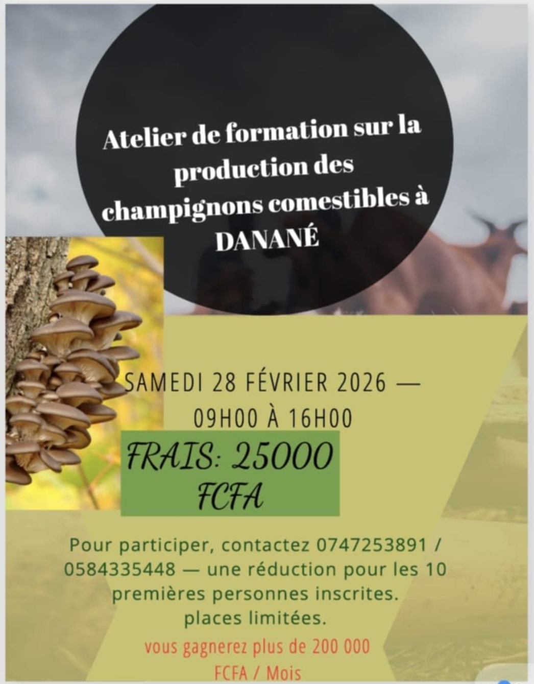 Danané : un atelier de formation pour booster la production locale de champignons comestibles
